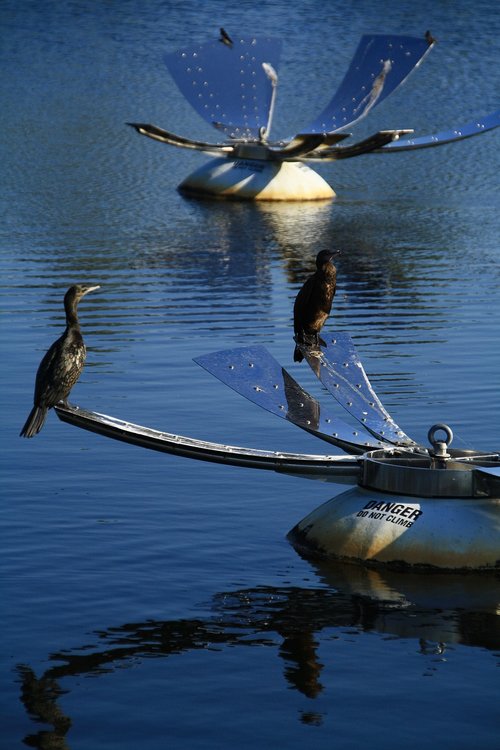 lake  gold coast  australia