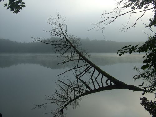 lake fog tree