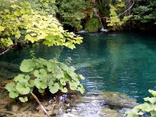 lake blue plants