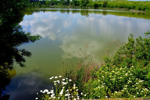 lake landscape flowers