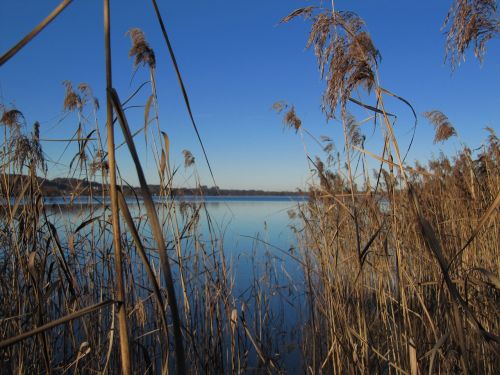 lake sea grass water