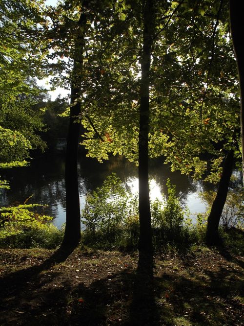 lake nature forest