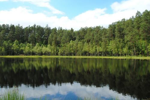 lake forest landscape