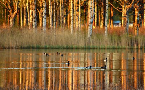 lake waterfowl reflections