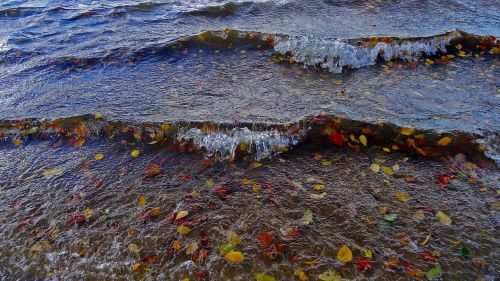 lake wave leaves