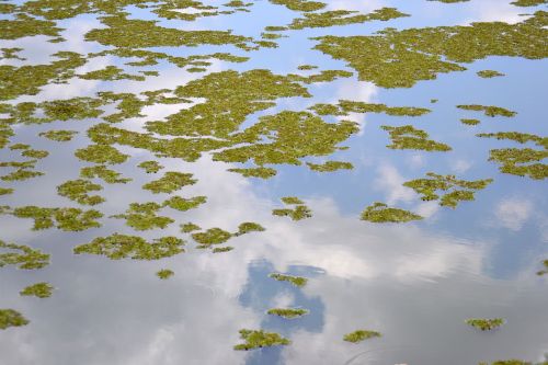 lake reflection leaves