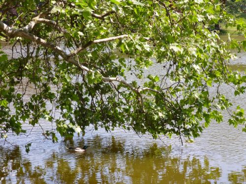 lake nature tree