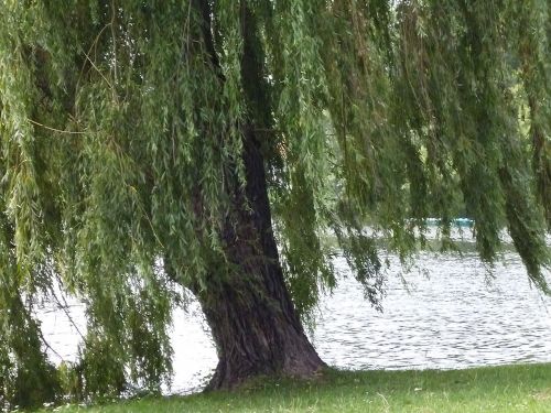 lake tree nature