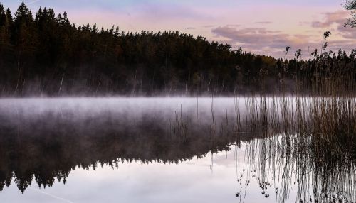 lake mist reed