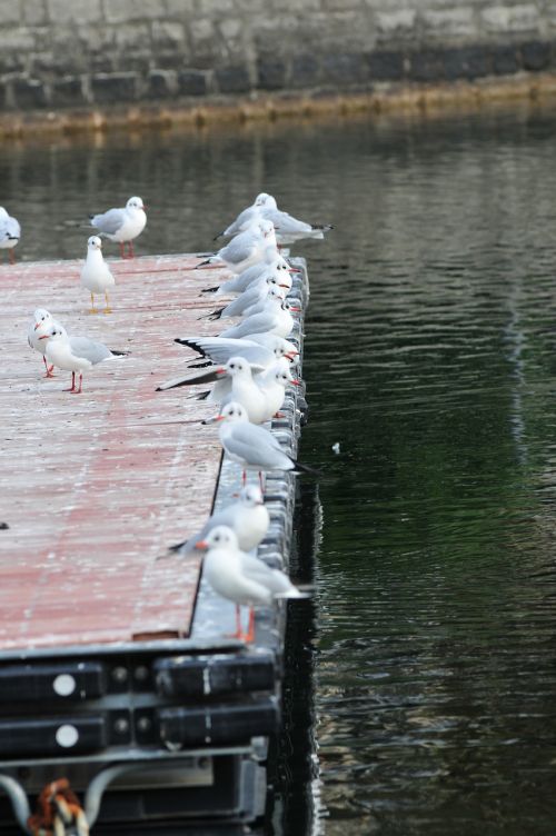 lake seagulls bird