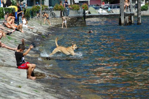 lake dog summer