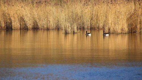 lake reed birds
