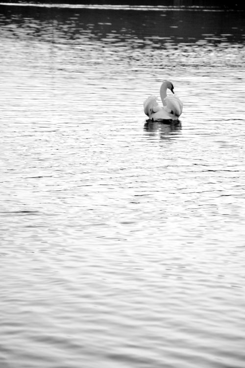 lake goose the water