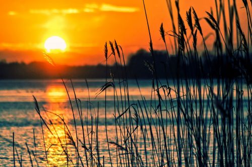 lake reeds sunset