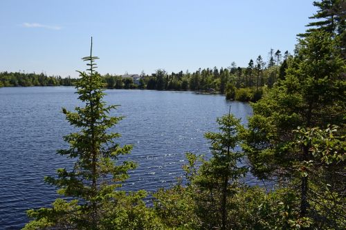 lake trees fir
