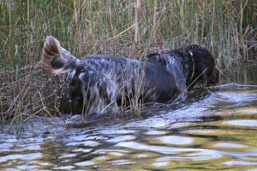 lake water dog