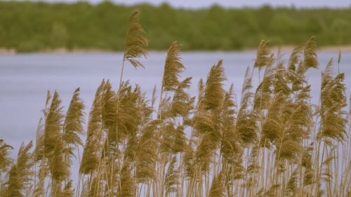 lake nature mood