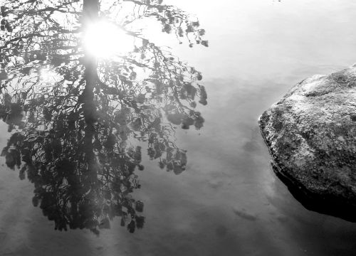 lake reflection tree