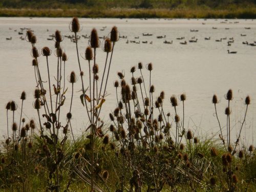 lake landscape nature