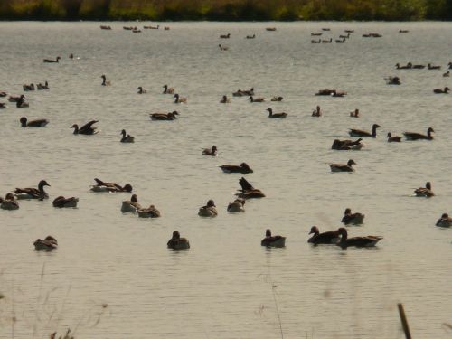 lake landscape geese