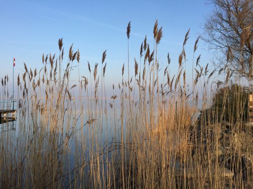 lake reed bank