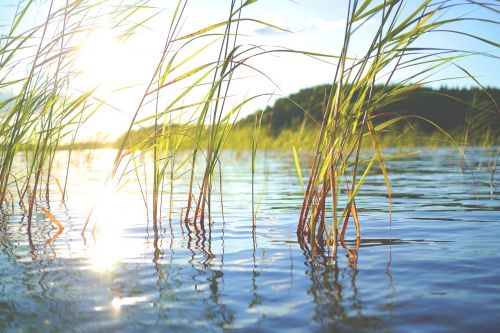 lake reed water
