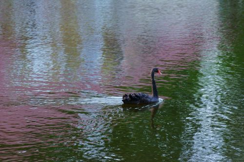 lake swan summer
