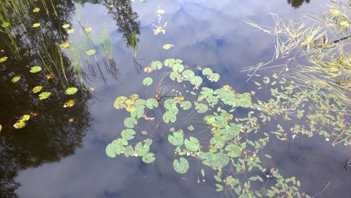 lake reflection calm