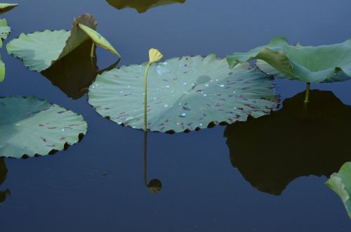lake lotus lotus leaf