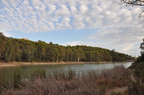 lake trees pond