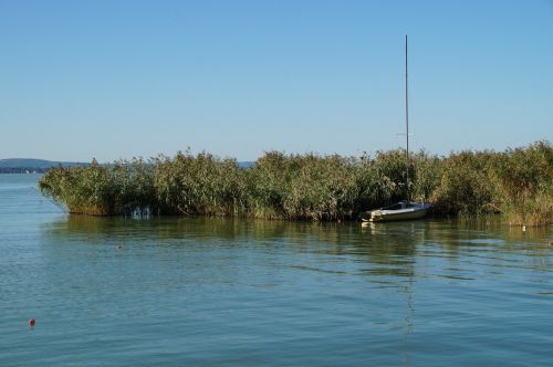 lake balaton reeds