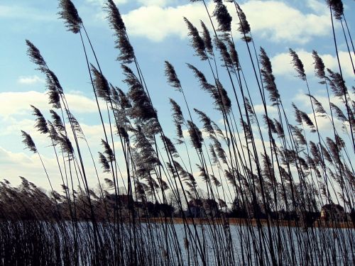 lake nature grasses