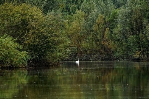 lake swan water reflection
