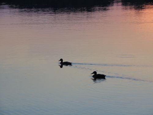 lake ducks nature