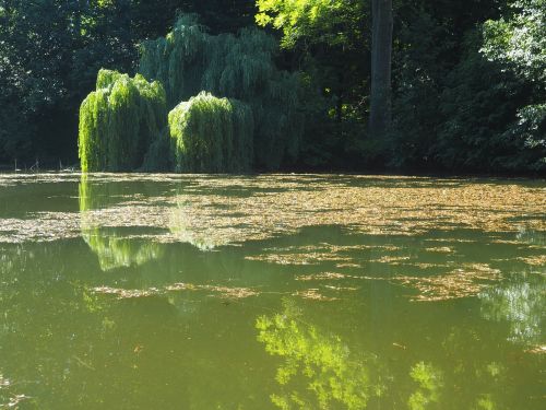 lake bank landscape