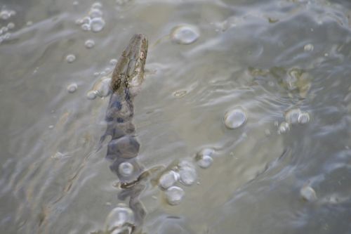 lake water reptile
