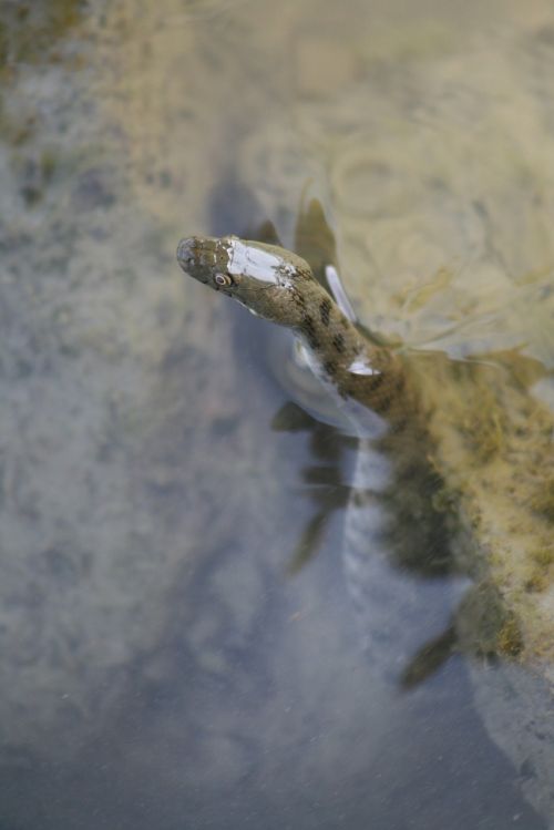 lake water reptile