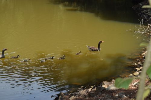 lake duck birds
