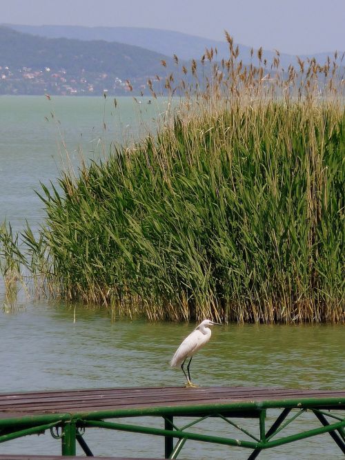 lake balaton bird nature