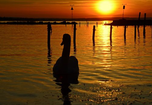 lake balaton in the evening swan