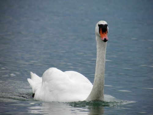 lake balaton swan nature