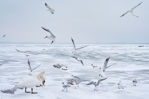 lake balaton  winter  swan