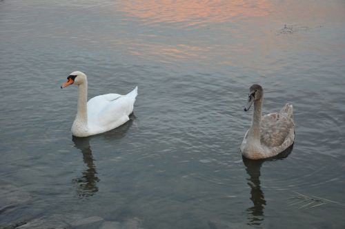lake balaton swan water