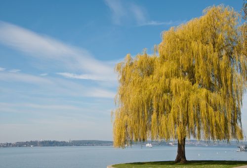 lake constance spring tree
