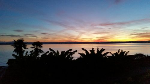 lake constance palm trees sunset