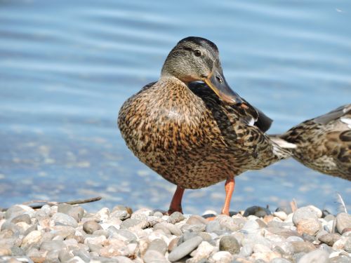 lake constance duck water