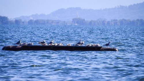 lake constance gulls on the water