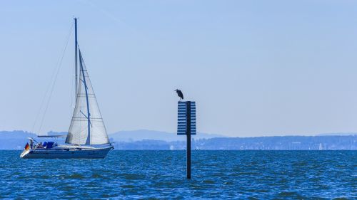 lake constance gulls on the water
