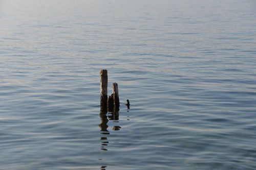 lake constance water wood