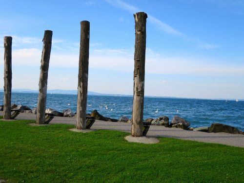 lake constance art tree trunks